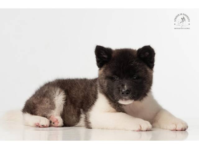 Цуценя акіти найвищої якості. - Фото 3