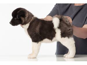 Цуценя акіти з англійським родоводом.