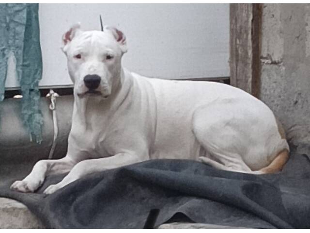 Цуценя американського стаффордширського тер'єра - Фото 1