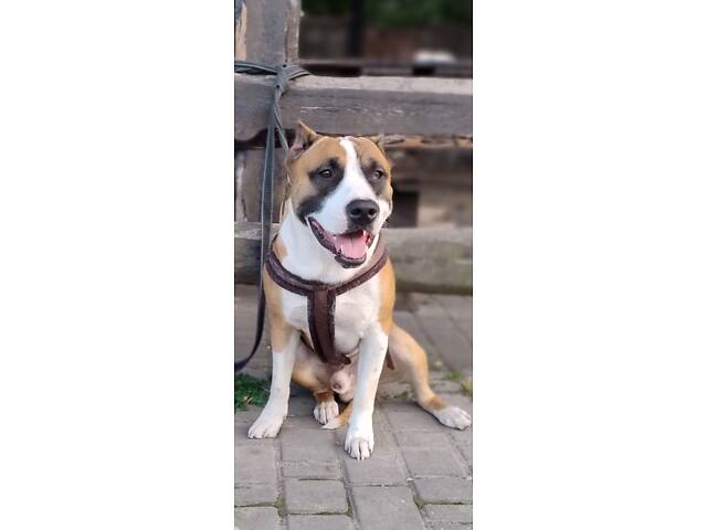 Цуценя американського стаффордширського тер'єра - Фото 2