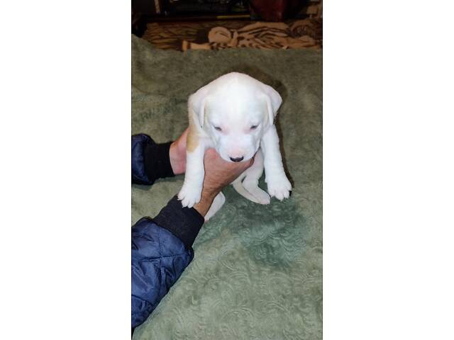 Цуценя американського стаффордширського тер'єра - Фото 3