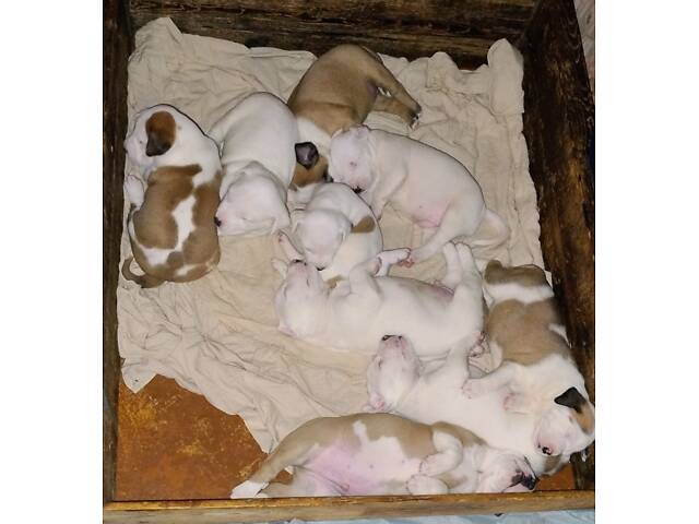 Цуценя американського стаффордширського тер'єра - Фото 4