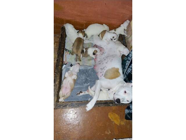 Цуценя американського стаффордширського тер'єра - Фото 5