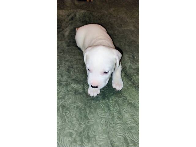 Цуценя американського стаффордширського тер'єра - Фото 6