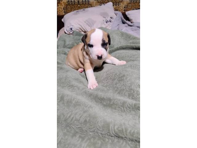 Цуценя американського стаффордширського тер'єра - Фото 8