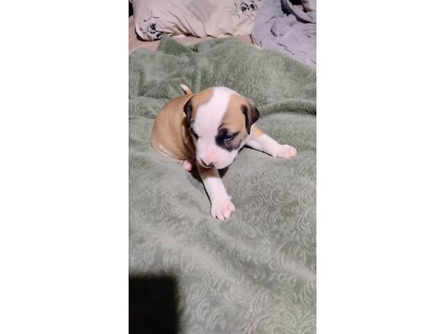 Цуценя американського стаффордширського тер'єра - Фото 9