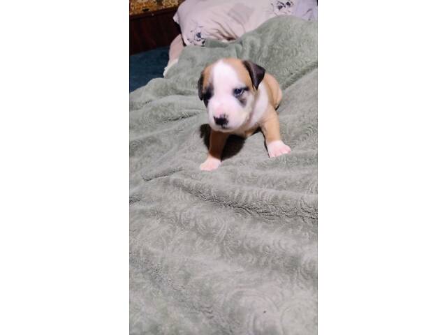 Цуценя американського стаффордширського тер'єра - Фото 10