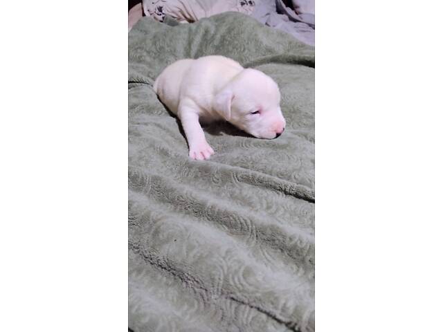 Цуценя американського стаффордширського тер'єра - Фото 7