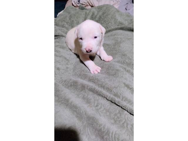 Цуценя американського стаффордширського тер'єра - Фото 11