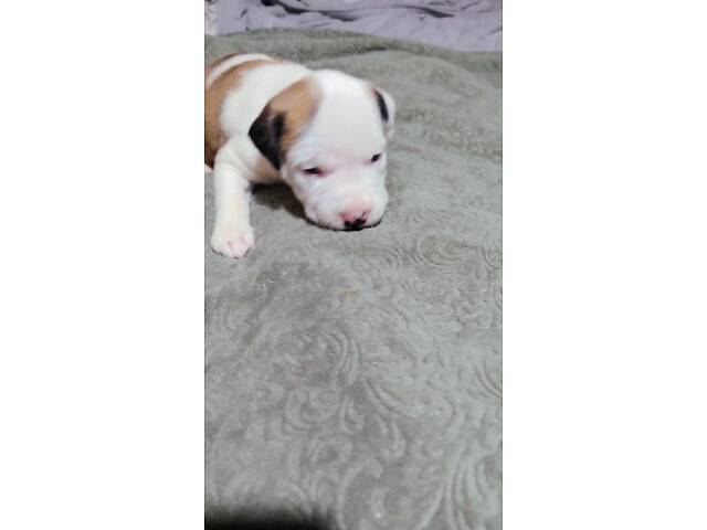 Цуценя американського стаффордширського тер'єра - Фото 15