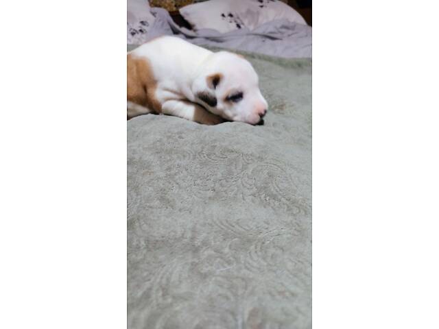 Цуценя американського стаффордширського тер'єра - Фото 12