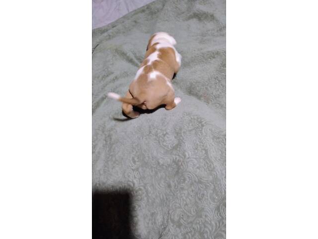 Цуценя американського стаффордширського тер'єра - Фото 13