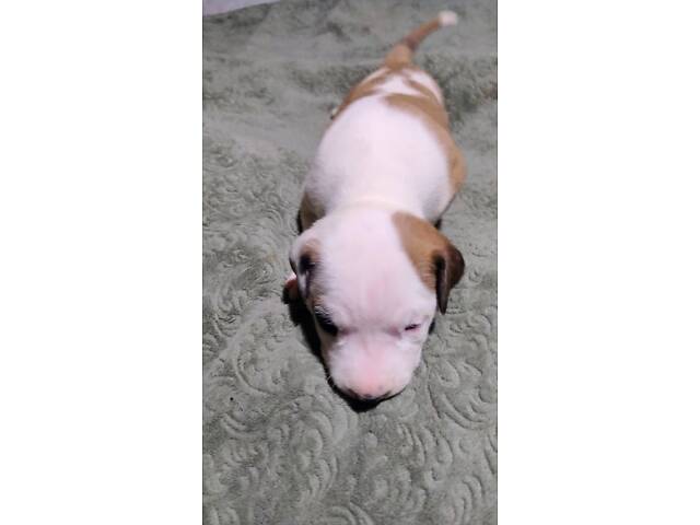 Цуценя американського стаффордширського тер'єра - Фото 14