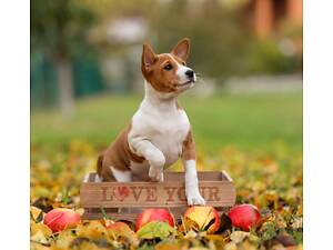 Цуценя басенджи, дівчинка
