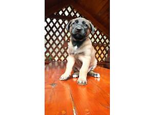 Цуценя бельгійської вівчарки Малінуа