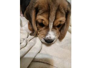 Цуценя бігля шукає господаря.