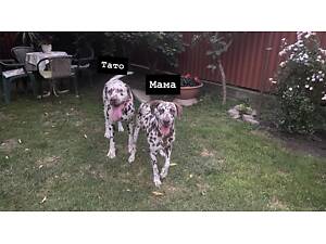 Цуценя далматина