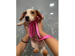 Цуценя джек рассел