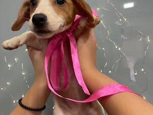 Цуценя джек рассел