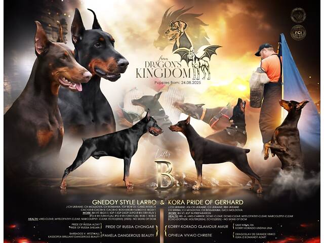Цуценя добермана від титулованих батьків - Фото 2