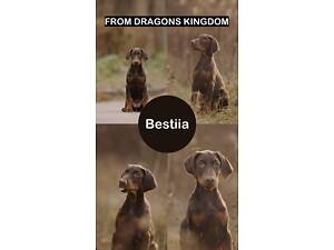 Цуценя добермана від титулованих батьків.