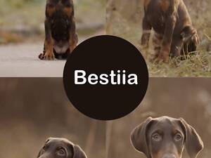 Цуценя добермана від титулованих батьків