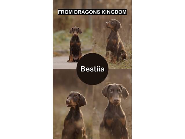 Цуценя добермана від титулованих батьків - Фото 1