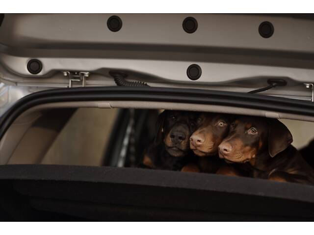 Цуценя добермана від титулованих батьків - Фото 3