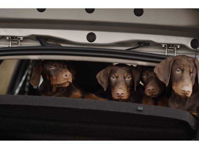 Цуценя добермана від титулованих батьків - Фото 4