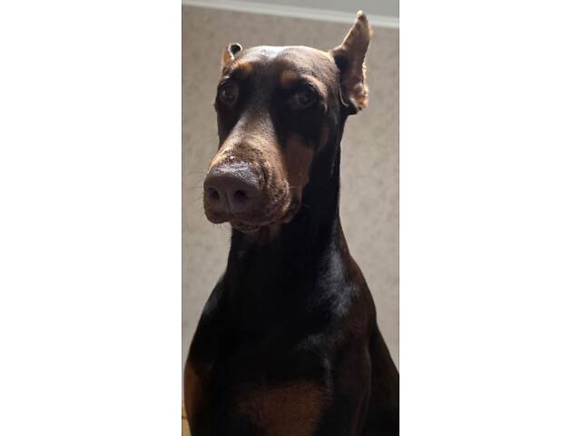 Цуценя добермана від титулованих батьків - Фото 5