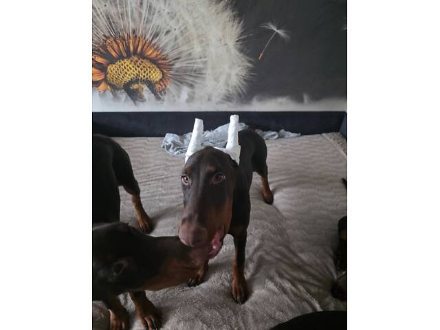 Цуценя добермана від титулованих батьків - Фото 6