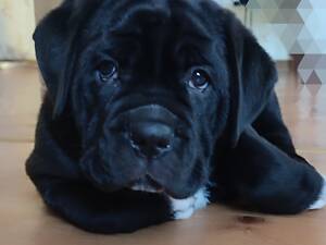 Цуценя Кане корсо