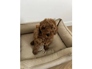 Цуценя карликового пуделя