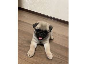 Цуценя мопс міні.