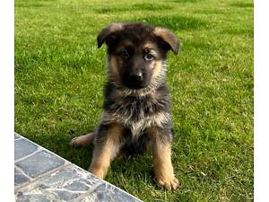 Цуценя німецкої вівчарки