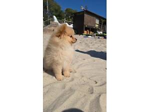 Цуценя Шпіц (Міні Мішка)