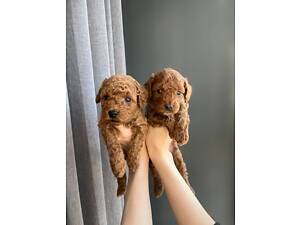 Цуценя Той Пудель