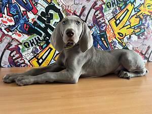 Цуценя веймарської лягавої. Веймаранер