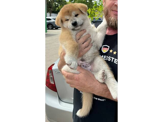 Цуценя японської Акіта-Іну - Фото 2