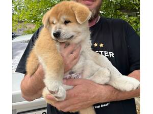 Цуценя японської Акіта-Іну