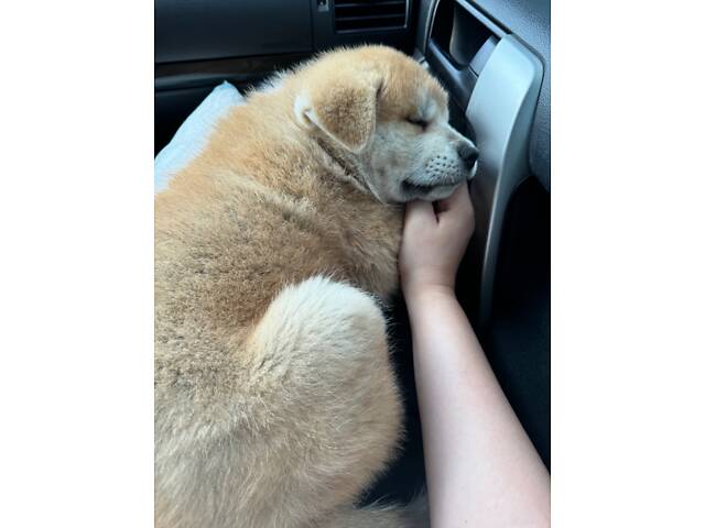 Цуценя японської Акіта-Іну - Фото 3