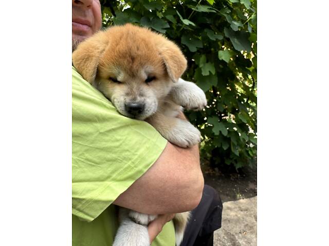 Цуценя японської Акіта-Іну - Фото 4