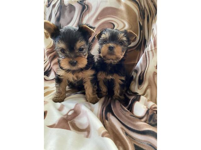 Цуценя йорка , хлопчики і дівчата - Фото 1