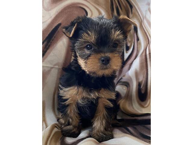 Цуценя йорка , хлопчики і дівчата - Фото 2