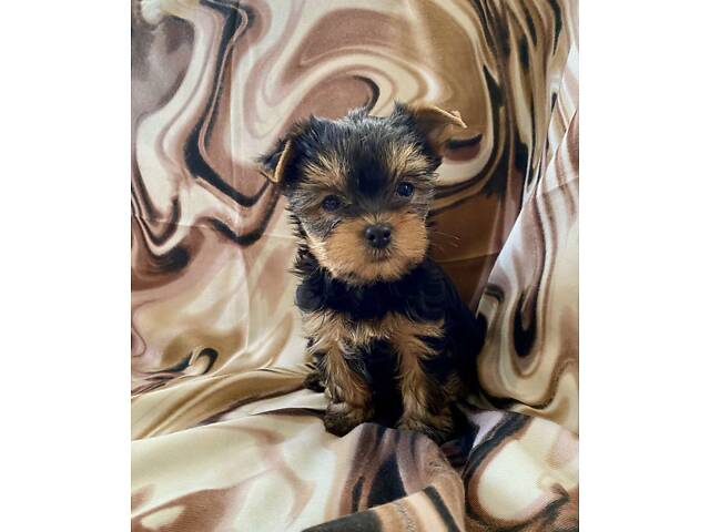 Цуценя йорка , хлопчики і дівчата - Фото 3