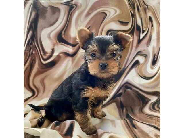 Цуценя йорка , хлопчики і дівчата - Фото 4