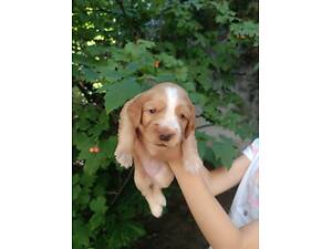 Цуценята англійського кокер спанієля