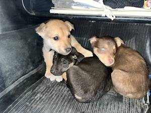 Цуценята 2-3 місяці