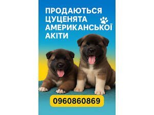 ?? Цуценята Американської Акіти шукають свій дім! ??