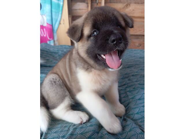 ?? Цуценята Американської Акіти шукають свій дім! ?? - Фото 2